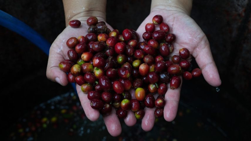 Colheita de café (Foto: Dimas Ardian/Bloomberg)