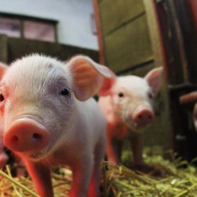 Setor de proteínas se destaca como a principal aposta do agro, aponta Itaú BBA