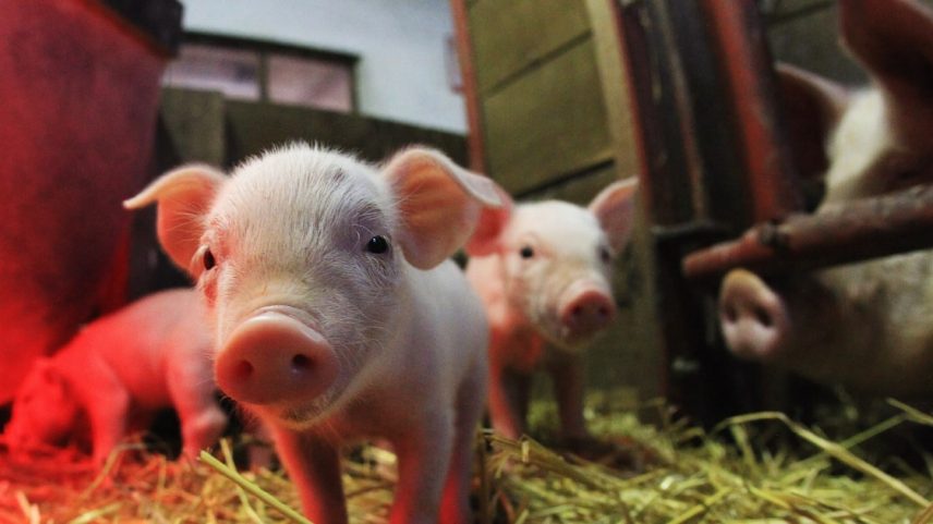 Atualmente, cerca de 80% da produção de suínos é voltada ao mercado interno: produtores vivem momento de ganho de margens (Foto: Joern Pollex/Getty/Joern Pollex)