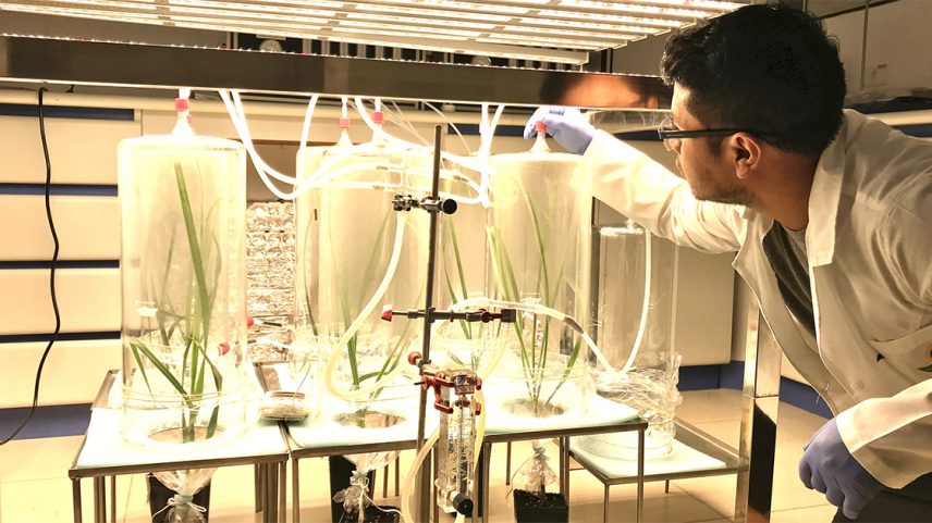 Experimento com plantas colocadas em vasos e envolvidas em cúpulas transparentes, ligadas a mangueiras para fornecimento de água, iluminadas por um conjunto de lâmpadas, acompanhado por um pesquisador de cabelos escuros e óculos, cujo rosto aparece de perfil, e usa um jaleco branco e luvas azuis (Foto: USP Imagens)