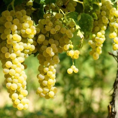 Trebbiano Spoletino se destaca e supera Sagrantino em Montefalco