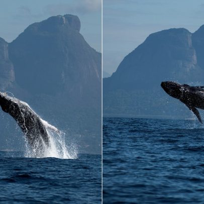 Fotógrafo captura imagem impressionante de baleia saltando com Pedra da Gávea ao fundo