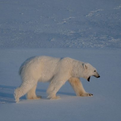 Especialistas usam tecnologia e técnicas inovadoras para salvar o urso-polar no Ártico