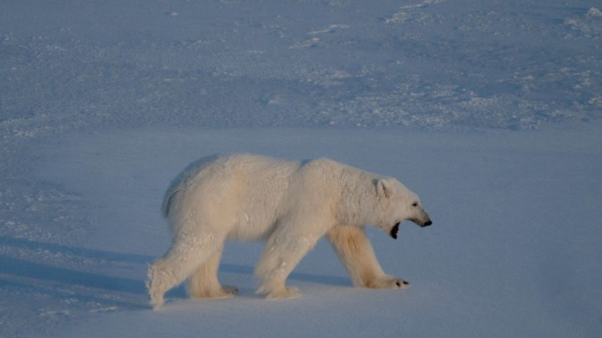 Apesar da aparência dócil, o urso-polar é um dos predadores mais ferozes do planeta. (Foto: OLIVIER MORIN / AFP)