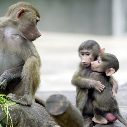 Zoológico na Alemanha sacrifica macacos e gera protestos de ativistas ambientais