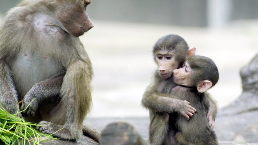 Babuínos abraçam-se no zoológico de Frankfurt, no oeste da Alemanha (Foto: Bernd Kammerer / AFP)