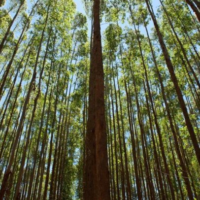 Departamento do Comércio dos EUA aponta que Suzano vendeu produtos a preços baixos