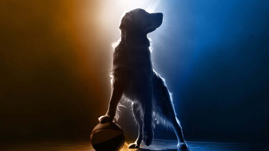 Air Bud Entertainment / Kotaku