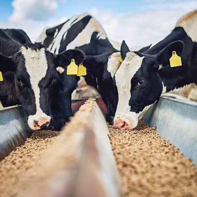 Praga devoradora de carne ameaça rebanhos e eleva preço do bife nos EUA