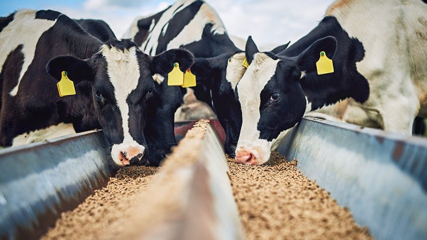 Agricultores alertam que operações de Trump ameaçam segurança alimentar dos EUA (Foto: Reprodução)