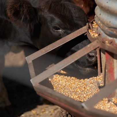 Milei diminui imposto sobre exportação de soja e carne para apoiar agricultores