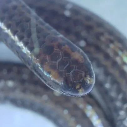 Cientistas redescobrem a menor espécie de cobra do mundo em nova pesquisa