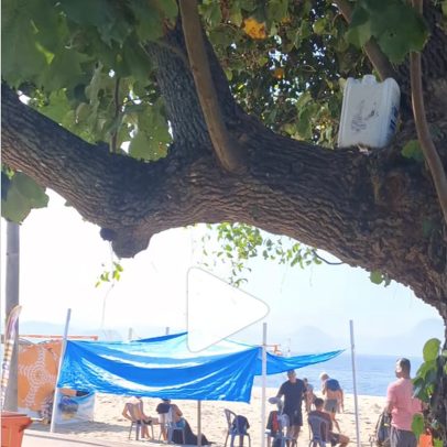 Casa na árvore é encontrada no Aterro do Flamengo em vídeo impressionante