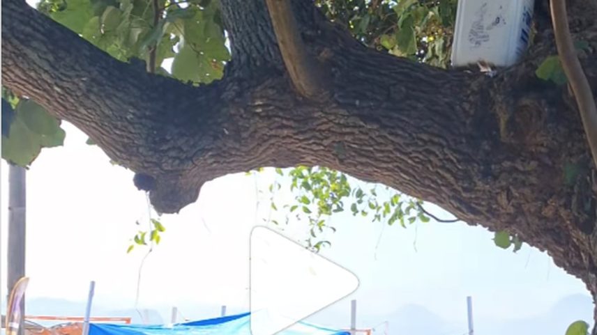 Casa na árvore: estrutura de uma espécie de abrigo foi encontrada em copa de árvore no Aterro do Flamengo (Foto: Reprodução)