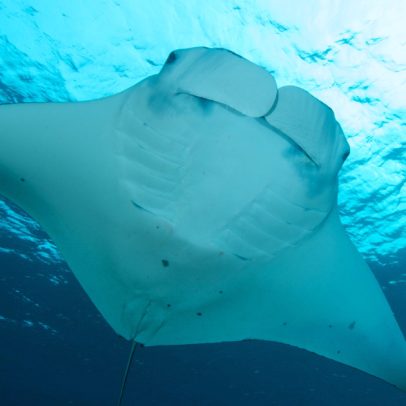 Cientistas identificam nova espécie de raia-manta gigante no Atlântico