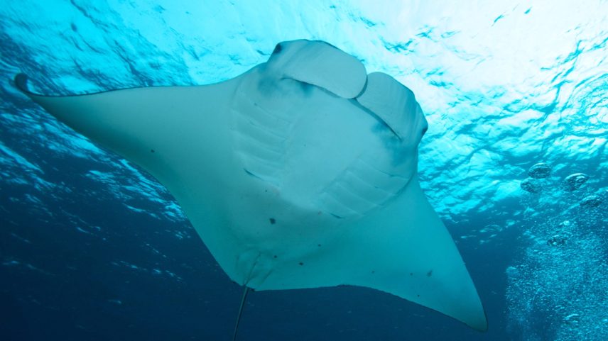Raia-manta de cabeça achatada vista de baixo nadando livre no oceano, exibe parte inferior de cor branca (Foto: USP Imagens)