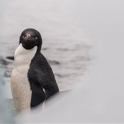 Guano de pinguim ajuda a mitigar os impactos do aquecimento global na Antártida