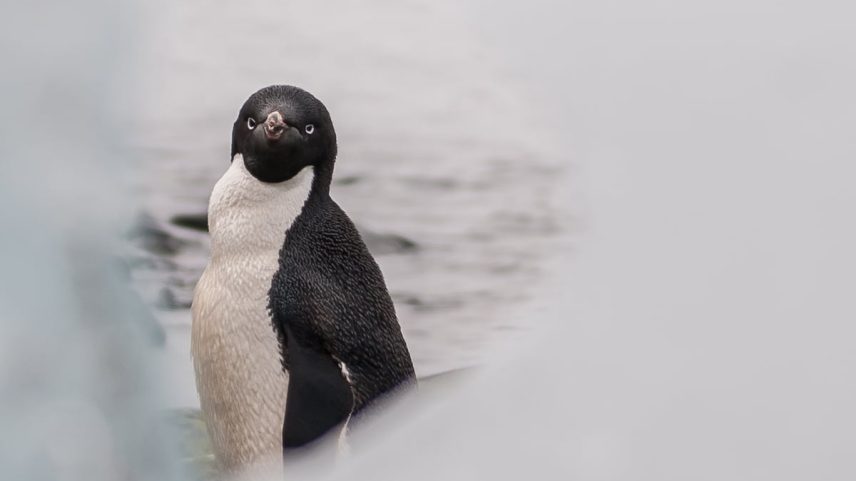 Um pinguim Adélia na Ilha Rey Jorge, Antártida. (Foto: Alessandro Dahan/Getty Images)