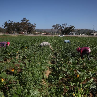 Trump propõe permanência de imigrantes em fazendas nos Estados Unidos