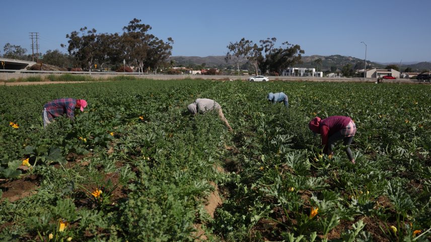 Trabalhadores imigrantes colhem durante o fim de semana, já que a escassez de mão de obra pode deixar os campos sem colheita, em Oxnard, Califórnia (Foto: Pilar Olivares/Reuters)