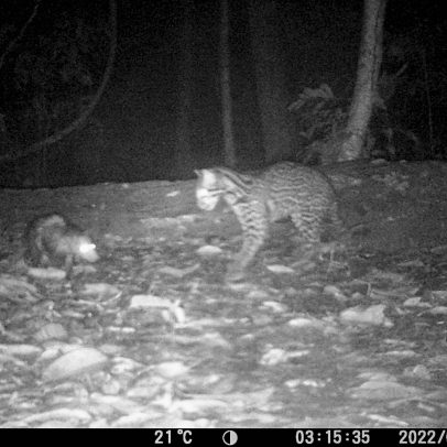 Jaguatirica e gambá convivem pacificamente na Amazônia em vídeo surpreendente