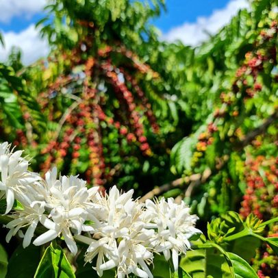 Brasil registra exportação de café de US$ 14,7 bilhões na safra 2024/25
