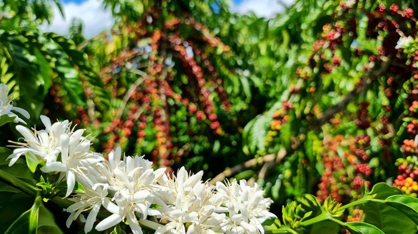 Café: Brasil obteve o maior valor da história com embarques do produto nos 12 meses do ano safra 2024/25 (Foto: Enrique Alves/EMBRAPA/Divulgação)
