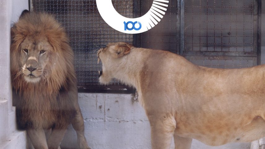 Após ser recapturado, leão Ulli fica acuado com os rugidos da companheira Lisa no zoológico de Niterói (Foto: Jorge William / Agência O Globo)
