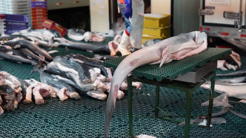 Carne de tubarão é preparada para distribuição no Ceagesp, em São Paulo, o maior entreposto de alimentos da América Latina (Foto: Philip Jacobson/Mongabay)