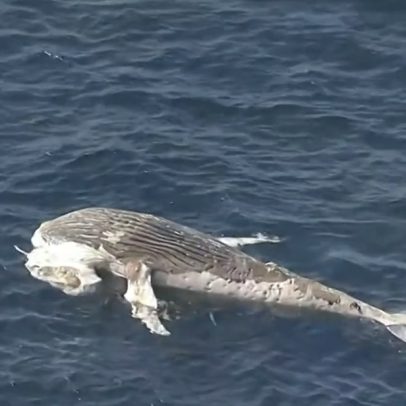 Baleia jubarte é encontrada morta na costa da Barra da Tijuca