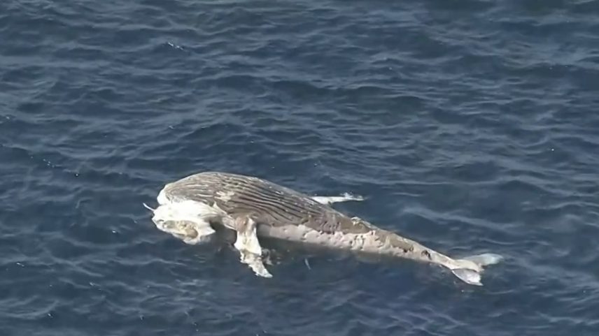 Baleia jubarte é encontrada morta na Praia da Barra (Foto: Reprodução/RJ TV)