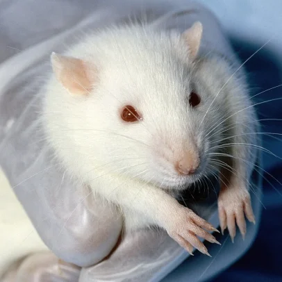 Animais continuam sendo utilizados em testes científicos no Brasil