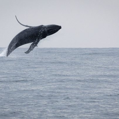 Mudanças climáticas na Antártida impactam ecossistema marinho no Brasil