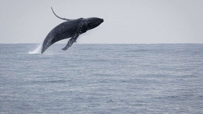 Baleia jubarte é avistada em Ilhabela durante temporada migratória (Foto: Rubens Cavallari - 04.jun.25 /Folhapress)