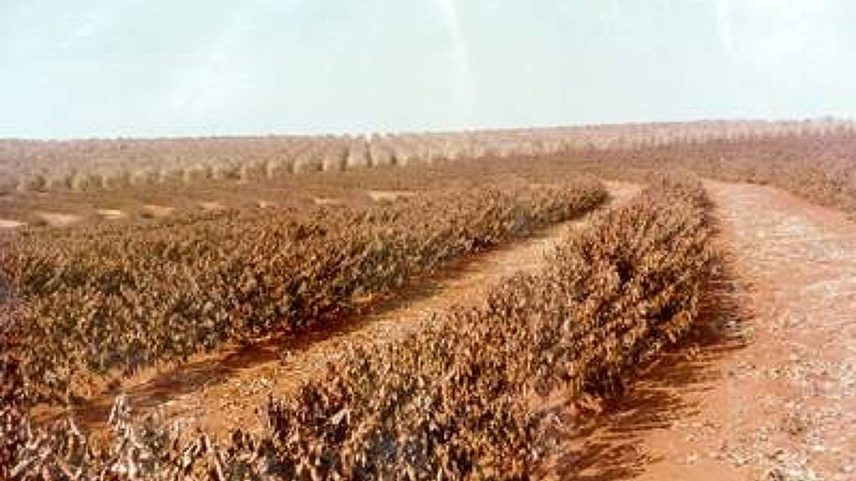 Plantação de café na região de Londrina (PR) durante a geada de 1975 (Foto: Rudolfo Kretch/Divulgação/Museu Histórico de Londrina)