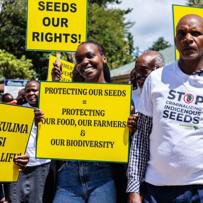Agricultores africanos lutam pelo direito de cultivar sementes autóctones proibidas
