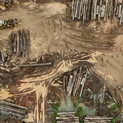 Madeireiros ilegais exploram crédito de carbono e ameaçam a Amazônia