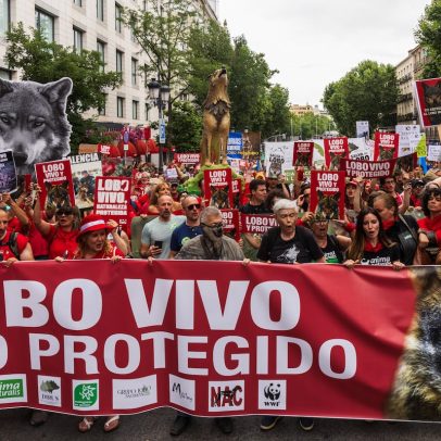 Defensor do povo aciona o Supremo contra a desproteção do lobo na Espanha