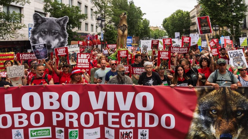 Manifestação em defesa do lobo em Madrid no dia 22 de junho. (Foto: Moeh Atitar)