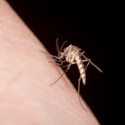 Mosquitos preferem algumas pessoas; descubra como se proteger melhor