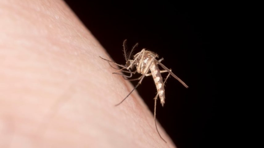 Um mosquito fêmea picando uma pessoa para se alimentar. (Foto: Bernard Lynch/Getty Images)
