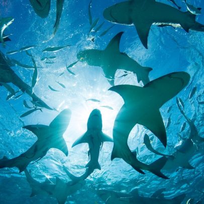 Assista ao Shark Week 2025 ao vivo pela Sling TV e mergulhe na diversão