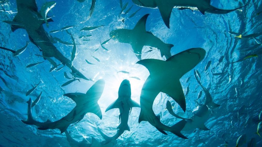 A semana do tubarão estreia esta semana no Discovery Channel, veja como assistir e transmitir o evento anual de tubarões online com Sling TV. (Foto: Reprodução)