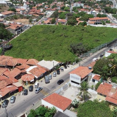 Cajueiro gigante enfrenta polêmica sobre poda que pode ameaçar sua preservação