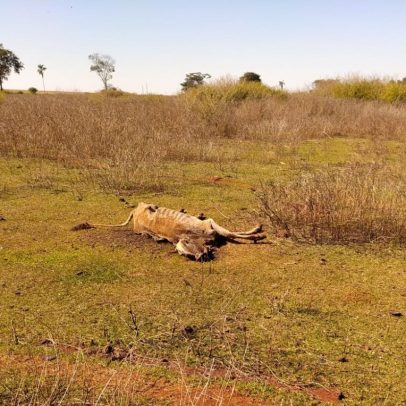 Polícia apura morte de 80 bovinos por falta de alimento e água em Goiás