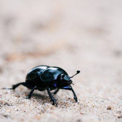 Insetos equipados ajudam a localizar vítimas em desastres naturais