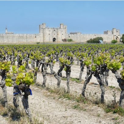 Descubra os melhores destinos de enoturismo entre Arles e a Camargue