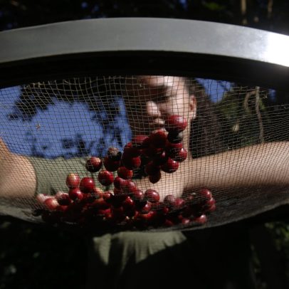 Governo brasileiro pede exclusão de suco de laranja e café em tarifaço dos EUA