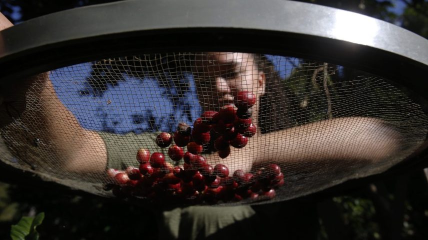 Café: os Estados Unidos são destino de 17% das exportações brasileiras — Foto: Custodio Coimbra/Agência O Globo