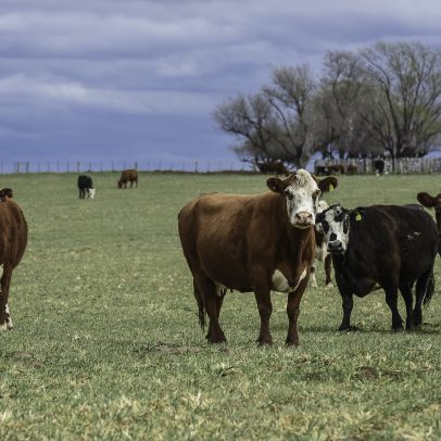Preço da carne moída nos EUA sobe 16% e Brasil amplia exportação de carne